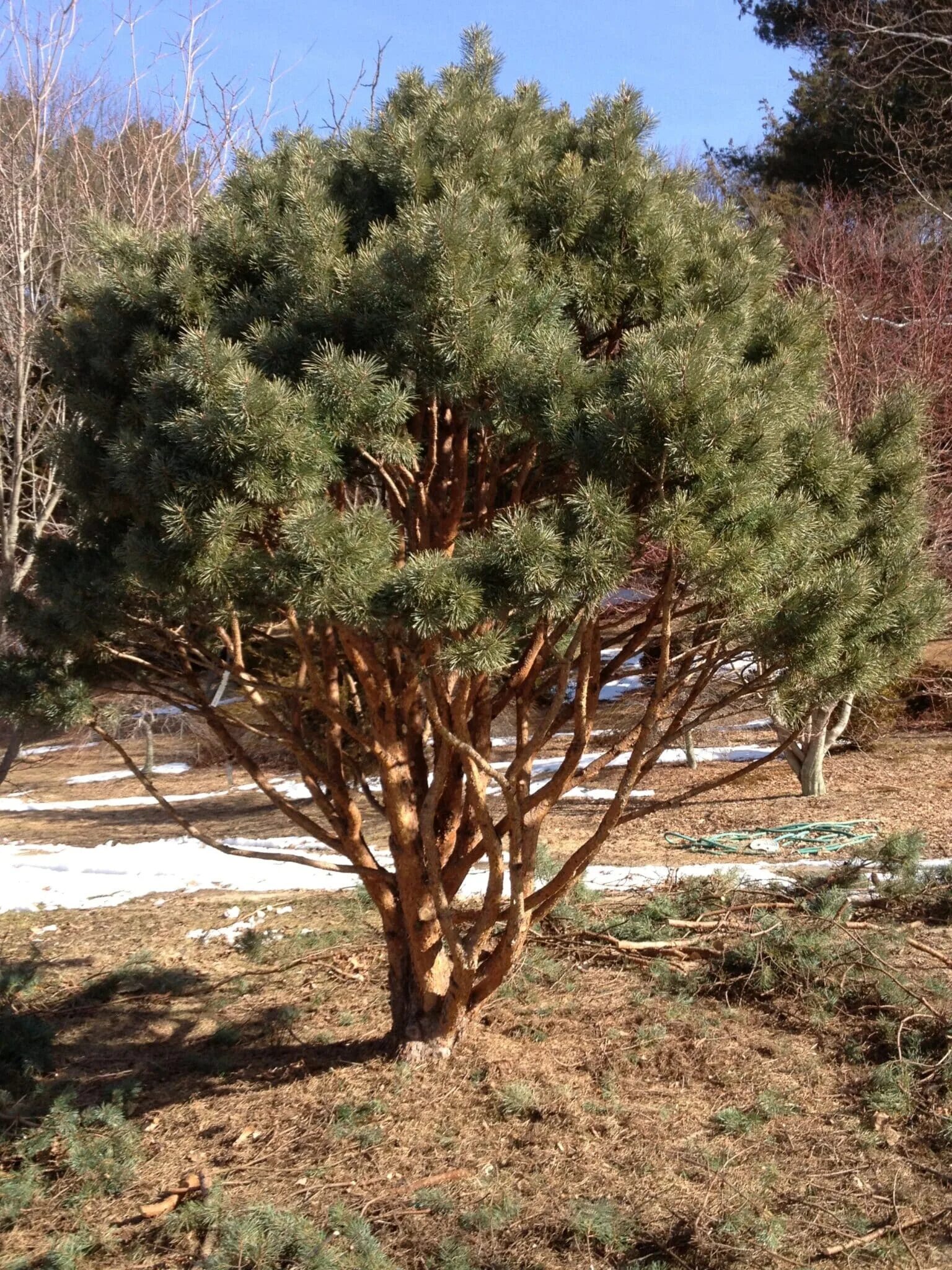 Pinus Sylvestris Watereri. Сосна обыкновенная Watereri. Pinus Sylvestris (сосна обыкновенная) "Watereri". Сосна обыкновенная Ватерери Pinus Sylvestris Watereri. Сосна ватерери купить