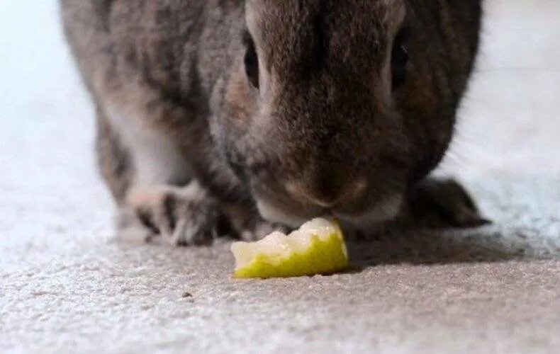 Можно кролику яблоко. Что едят кролики. Кролик лопуховый. Еда для кроликов. Кролик ест грушу.