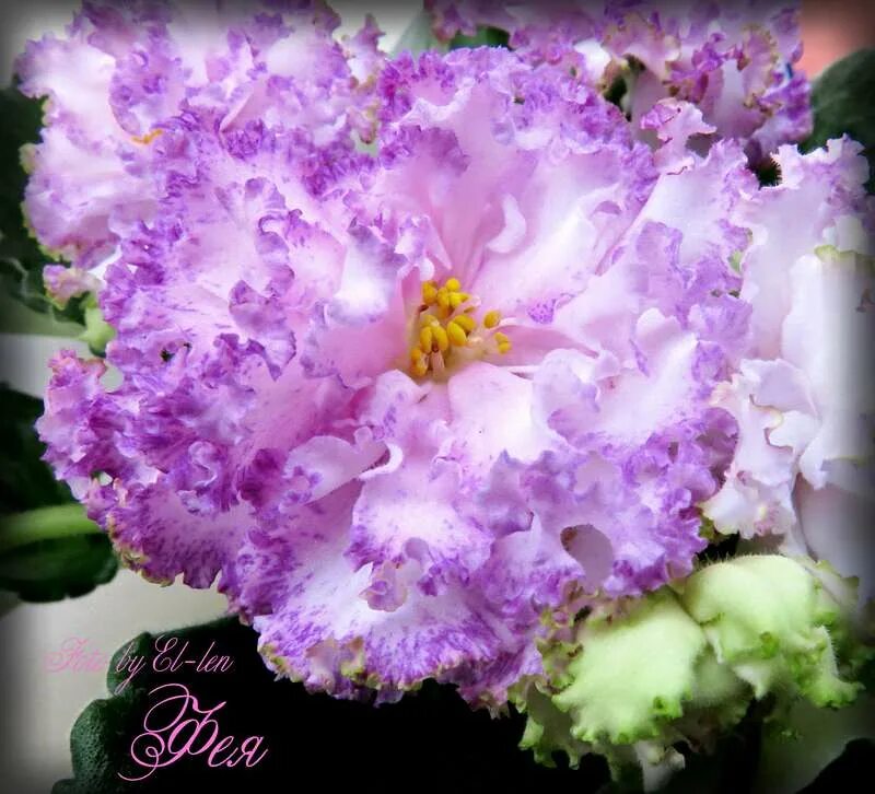 Фея дадоян. Фиалка фея дадоян. Сорт фиалки фея дадоян. Фиалка фея и описание сорта. Сенполия фея дадоян.