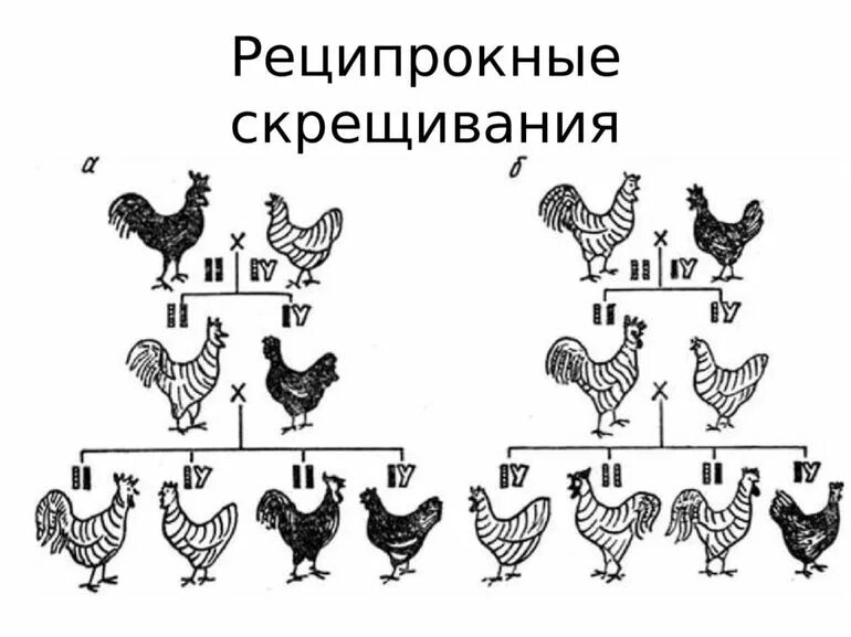 Реципрокное скрещивание генетическая схема. Схема селекции кур. Схема скрещивания кур. Скрещивание курицы и петуха.