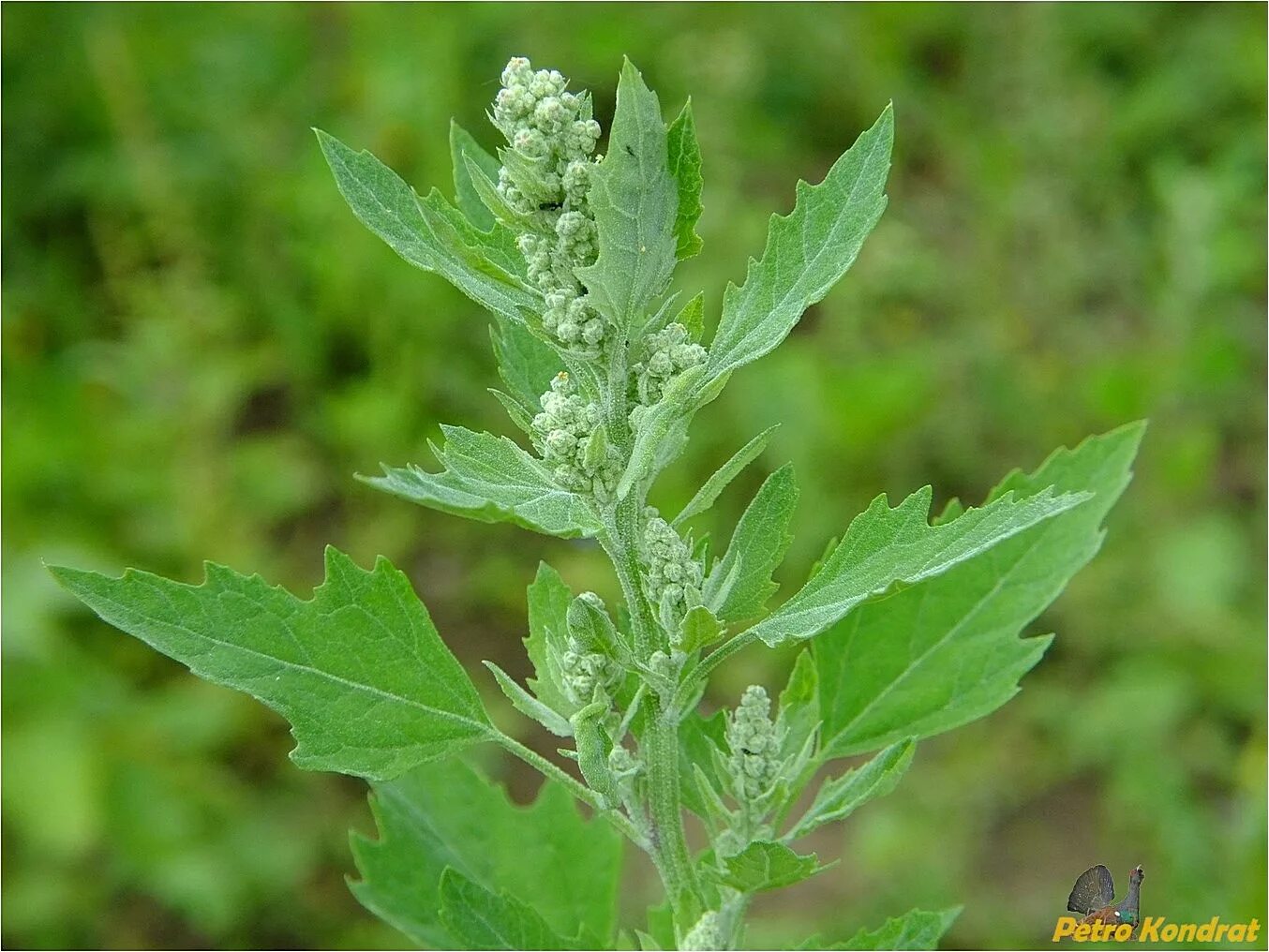19 Fascinating Facts About Chenopodium - Facts.net