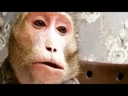 Обезьяны макаки видео