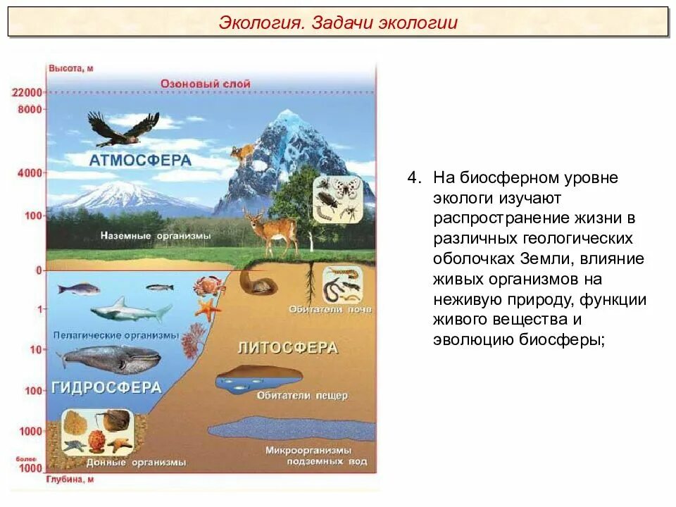 Биосферный уровень. Биосферный уровень жизни. Экология экологические факторы презентация Пименов. Биосферный уровень это в биологии.