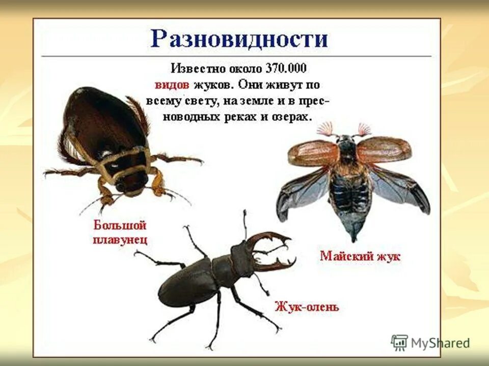 Тип развития жук олень. Стадии развития жука оленя. Жук олень дыбовского. Тип развития жук олень. Жук олень проект.