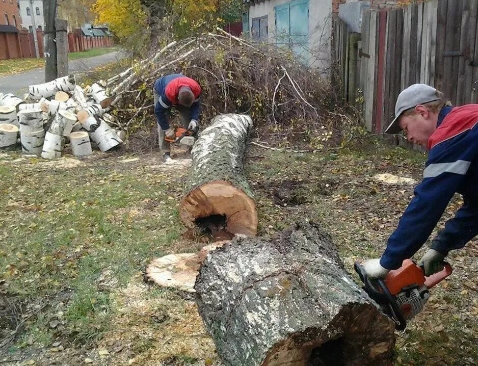 Спил деревьев воронеж. Валка опасных деревьев. рубка дерева во дворе. спил и опиловка деревьев. спил деревьев частник.