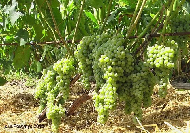 Виноградная гроздь крым. Виноград нимранг. Виура сорт винограда. Сорт верментино. Картинки сорта винограда девичьи грёзы.