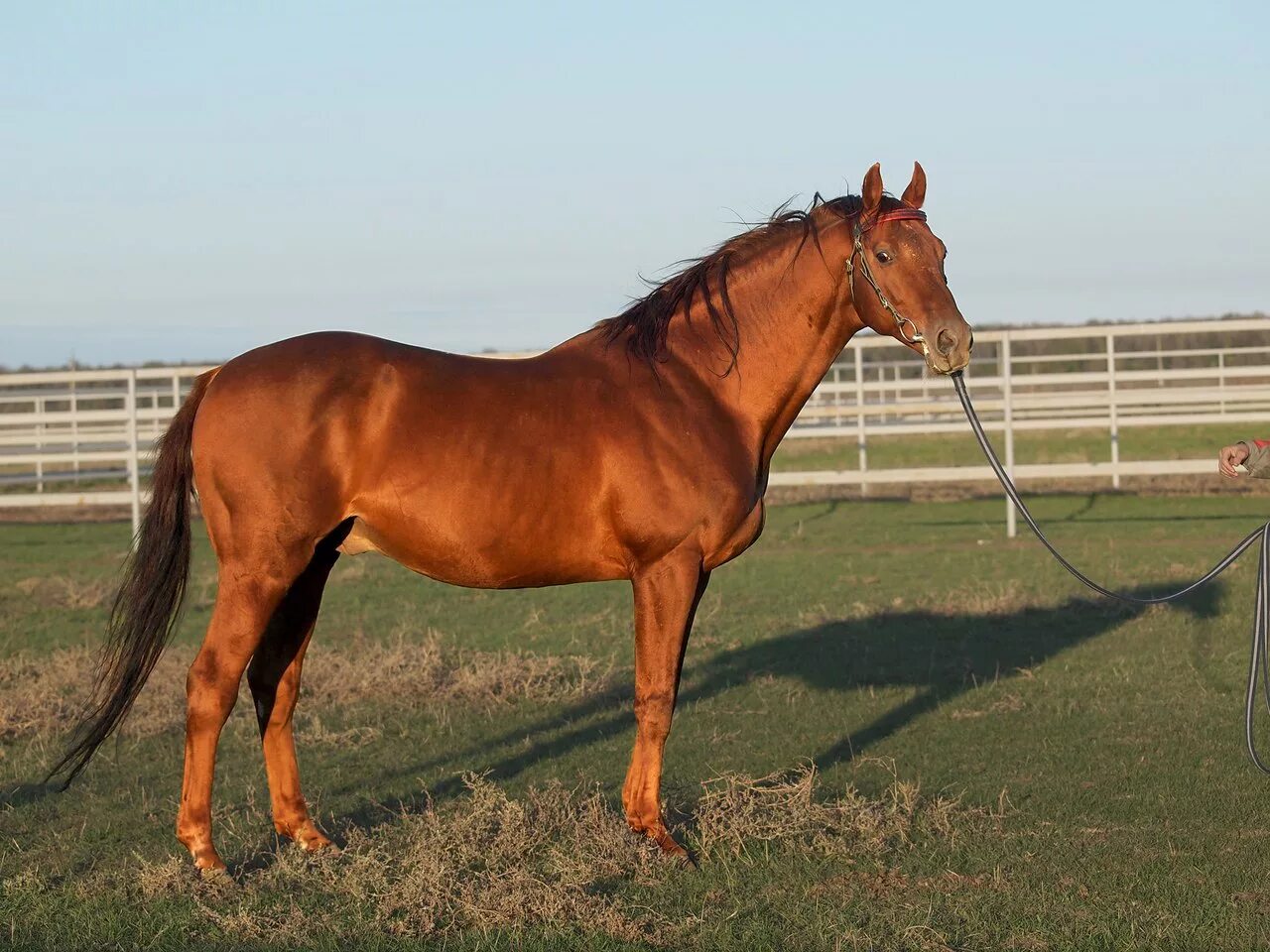 завод лошадей. конезавод рязань старожилово. табун конный завод. завод лошадей. старожилово конный завод.