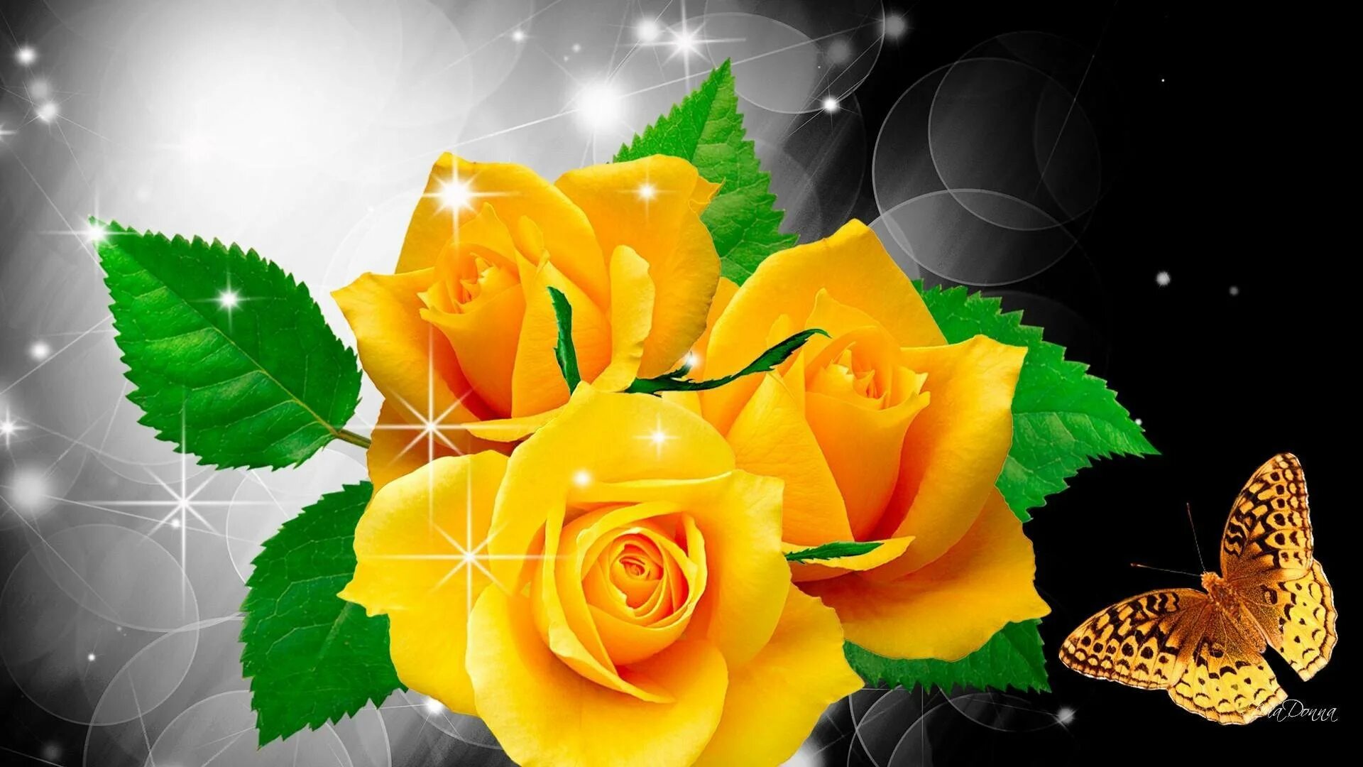 Желтые розы. Живые обои розы. Цветы с пожеланием спокойной ночи. Красивые желтые розы. Доброго вечера красивые розы