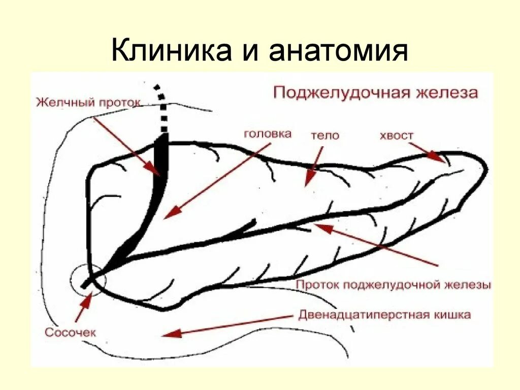 Норма поджелудочной железы у взрослого мужчины. Проток поджелудочной железы диаметр. Проток поджелудочной железы Размеры. Панкреатический проток норма. Проток поджелудочной железы норма.