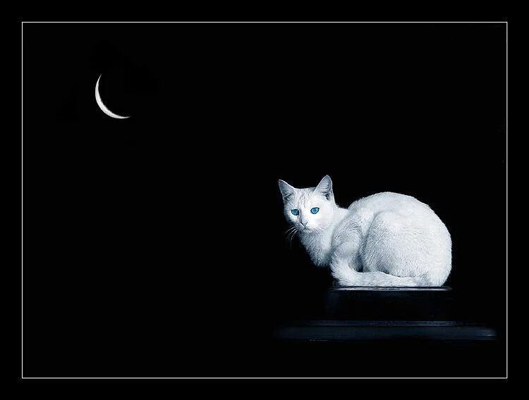Белая кошка ночью. Черный кот на белом фоне. Белый кот на темном фоне. Кот на черном фоне. Музыка белая кошка