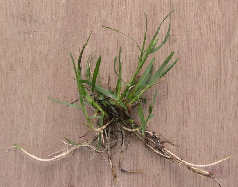 корень пырея. пырей ползучий. пырей ползучий (elytrigia repens). корень пырея. трава пырей корни.