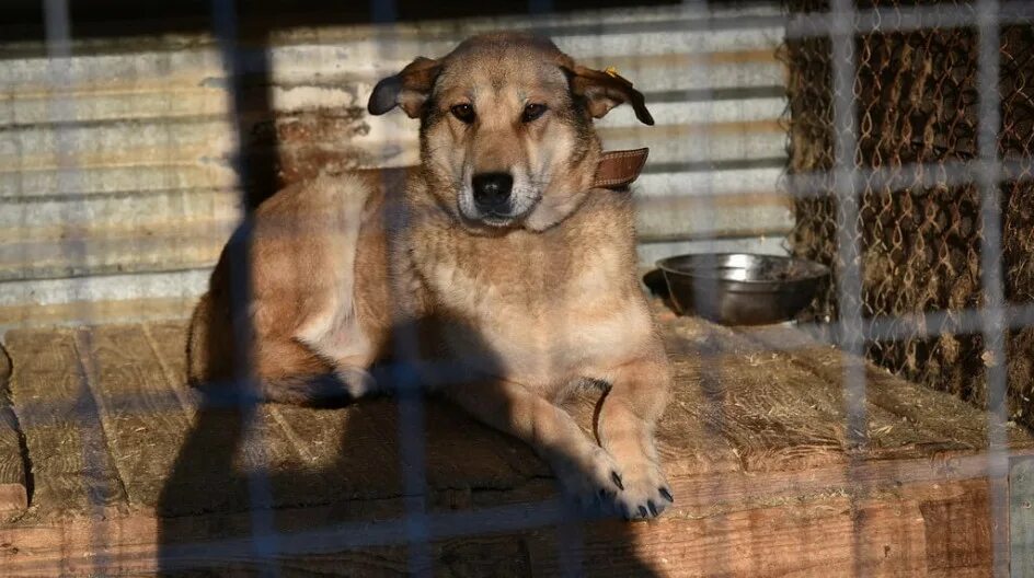 Приют для собак санкт петербург взять щенка. Приюты для собак в спб. Щенки в приюте. Приют для собак санкт петербург взять щенка. Собачки из приюта.