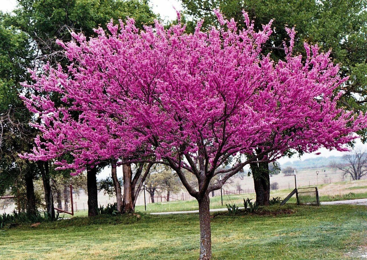 Церцис канадский - Cercis canadensis и крупномеры купить в Краснодаре - описание