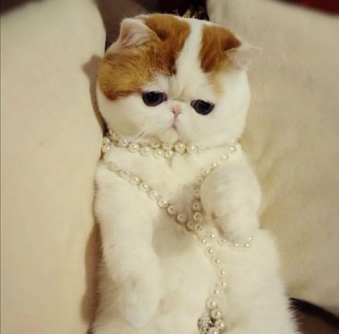 Экзот кошка. Экзотическая короткошерстная Снупи. Японская кошка экзот. Кот Снупи порода кошек.