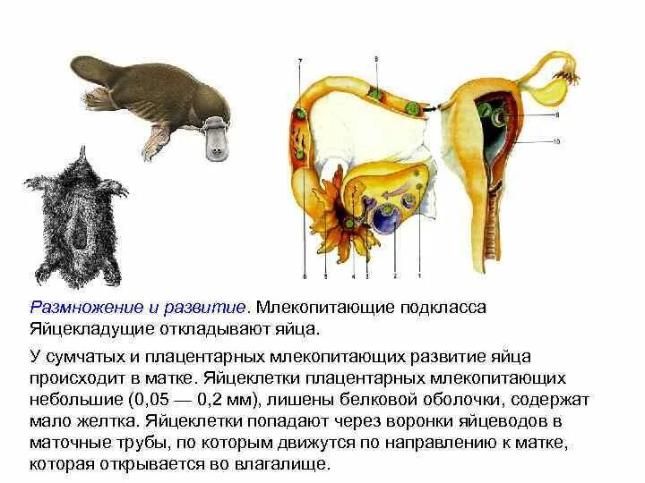 Развитие детеныша млекопитающего. Развитие детеныша млекопитающего