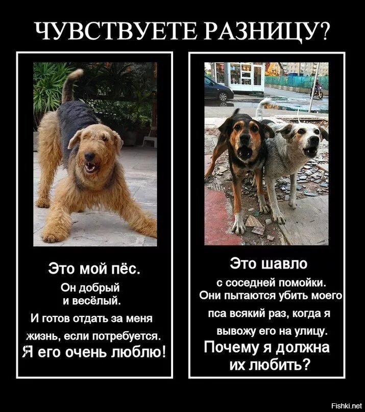Как называются люди любящие собак. Бродячие собаки демотиватор. шутки про зоозащитников.