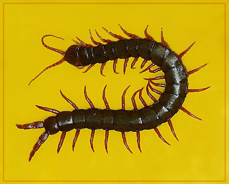 обыкновенная мухоловка скутигера. гусеница - сороконожка. сороконожка интересные факты. как пишется сороконожка. как пишется сороконожка.