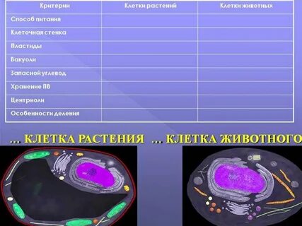 Характеристика питания животной клетки