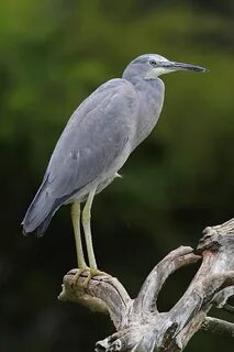 Цапля 4 буквы