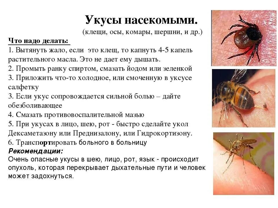 Народные средства помогающие при укусе насекомых. Как отличить укусы насекомых.