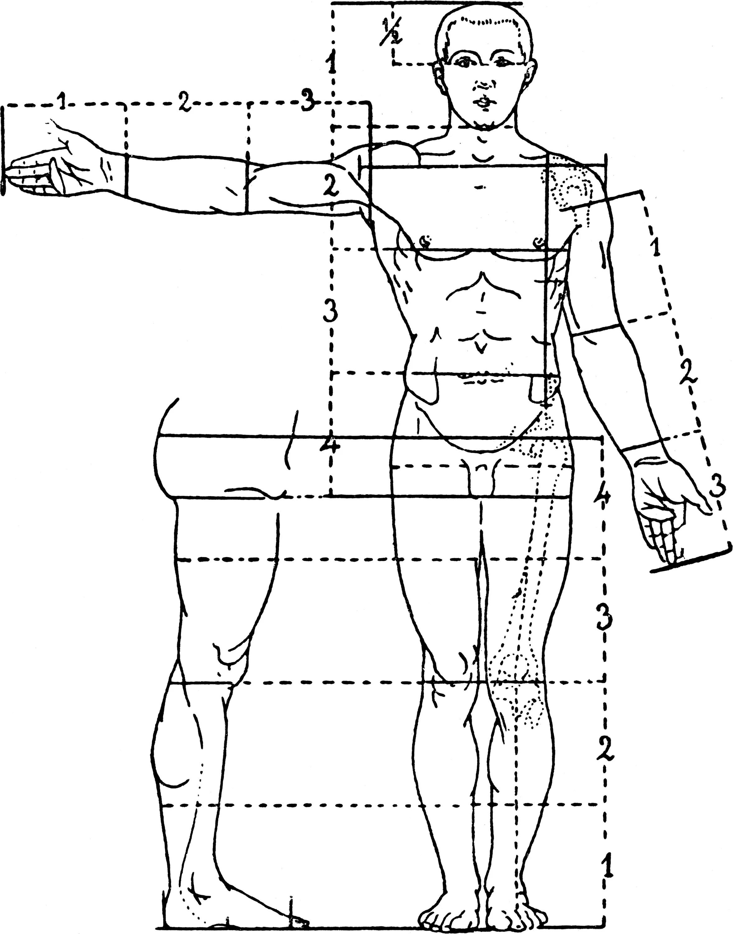 Схема человека. Основные пропорции тела человека. Соотношение пропорций тела человека. Пропорции человека для рисования. Пропорции человека схема.