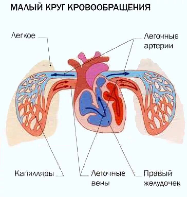 Малый круг кровообращения легкая схема. Малый легочный круг кровообращения схема. Логическая схема сосуды малого круга кровообращения. Малый круг кровообращения легочная артерия. 3 отдела кровообращения