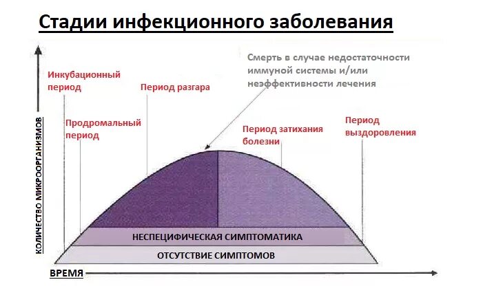 Последовательность развития инфекционного заболевания. Стадии развития инфекционного заболевания. Цикличность течения инфекционных болезней. Фазы развития инфекционного процесса микробиология. Цикличность течения инфекционных болезней схема.