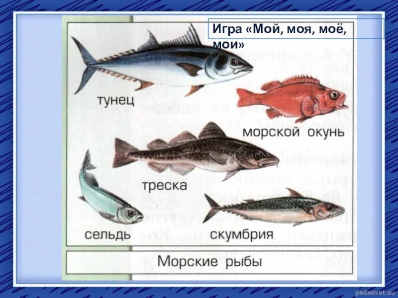 Морские названия групп. Рыбы список. Морская Промысловая рыба. Перечень морских рыб. Список промысловых рыб.