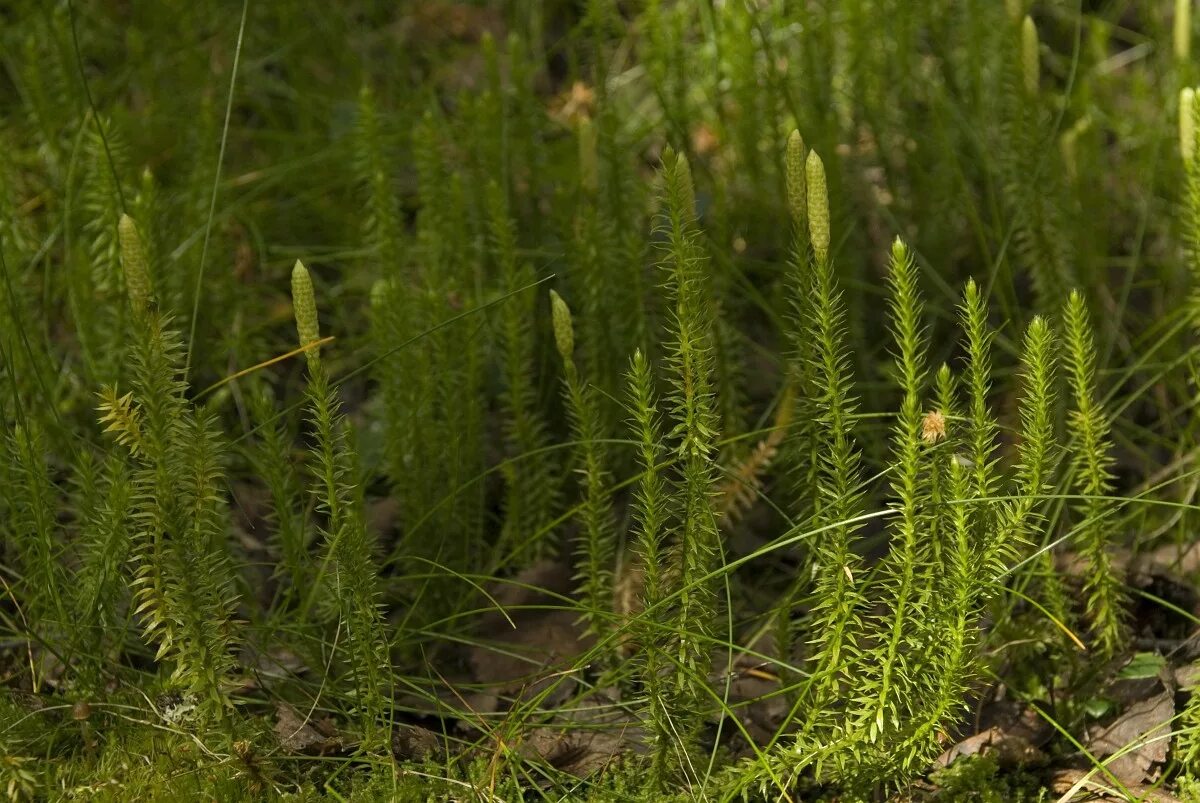 плауновидные мхи. плаун булавовидный. плаун ликоподий. ликоподиум плаун булавовидный. плаун булавовидный.