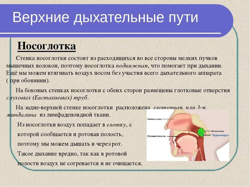 Ожог верхних дыхательных путей соответствует. Функции дыхательных путей. носоглотка дыхательные пути. носоглотка строение и функции. дыхательные пути через нос.