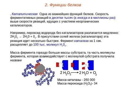 Каталитическая роль белка