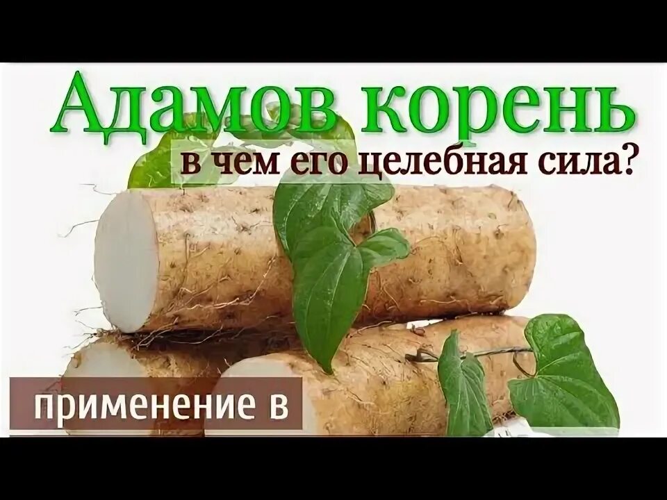 Купить семена Адамов корень или Тамус с доставкой по РФ ☘ Ярмарка Растений
