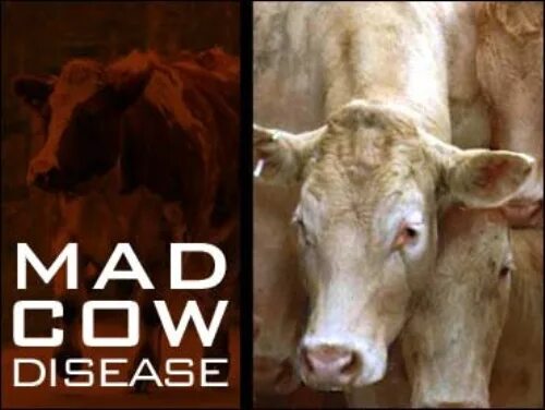 Cow disease. Cow disease. Бешеная корова. Бешеная корова. Mad cow канал.