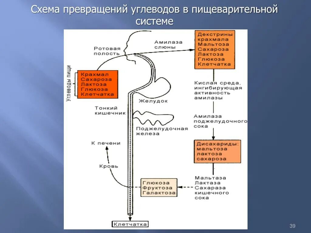 Расщепление углеводов в организме человека происходит. Схема превращения белков жиров углеводов в пищеварительной системе. Схема преобразования веществ в органах пищеварения. Схема пищеварения всасывание веществ. Переваривание веществ в пищеварительной системе.