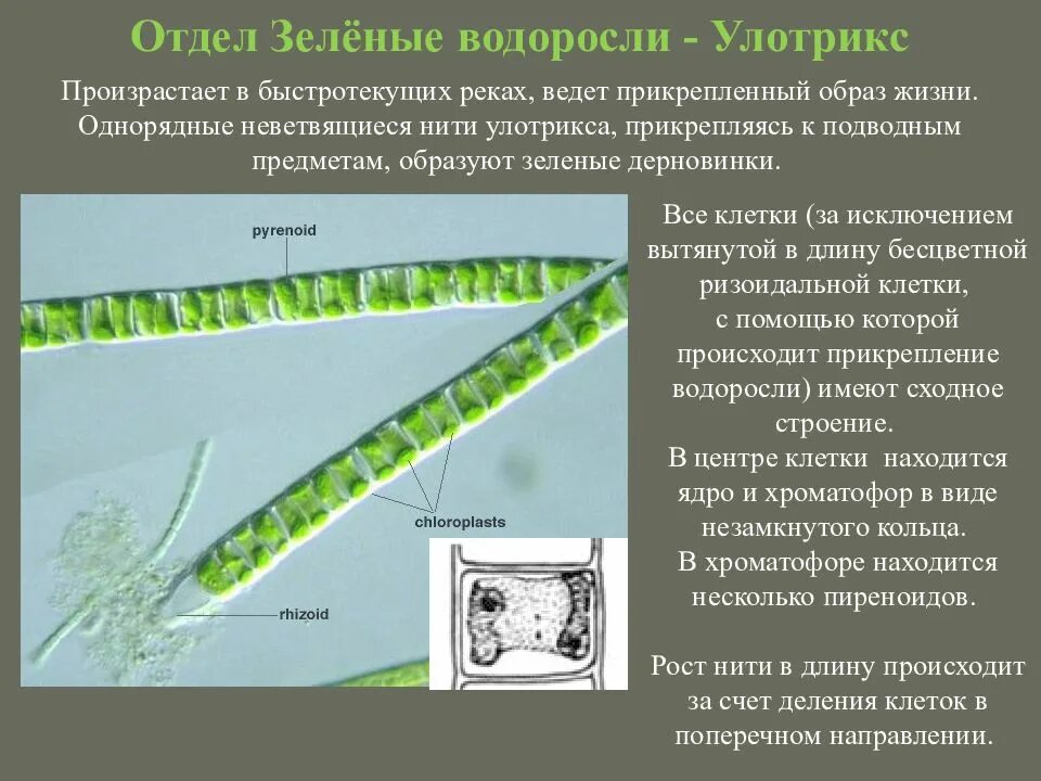 Ламинария и улотрикс. Chlorophyta отдел зелёные водоросли. Нитчатые зеленые водоросли улотрикс. Нитчатые зеленые водоросли строение. К водорослям относятся улотрикс