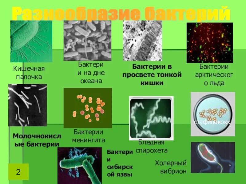 Тест многообразие и значение бактерий и вирусов. Цианобактерии железобактерии серобактерии. Разнообразные формы бактерий. Царство бактерий формы. Виды микроорганизмов.