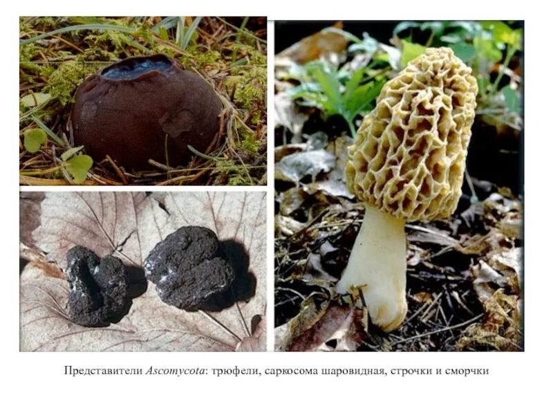 Сморчок и трюфель