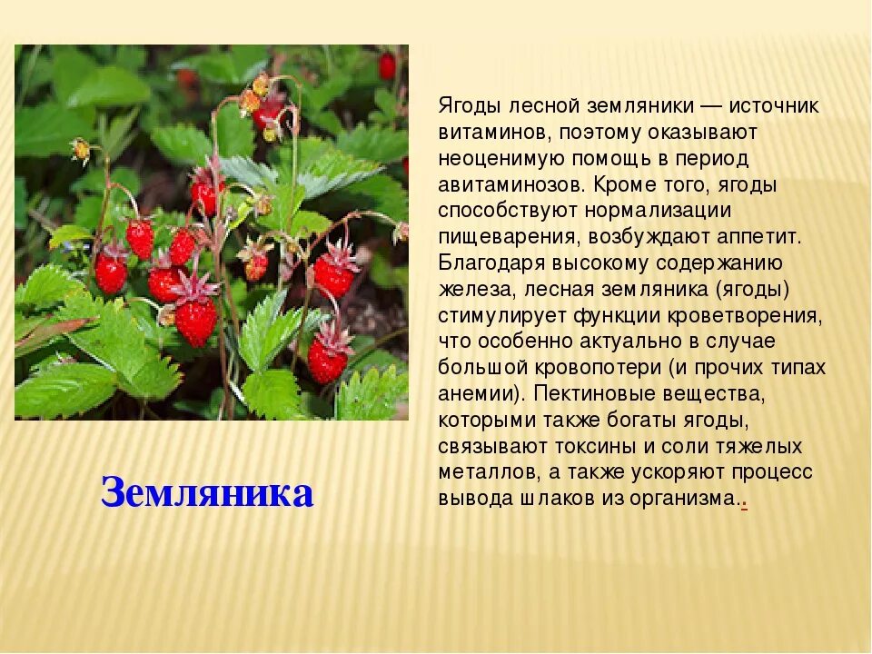 Доклад на тему лекарственную. Земляника лечебное растение. Земляника Лесная цветоложе. Растение леса информация. Лекарственные растения леса земляника.