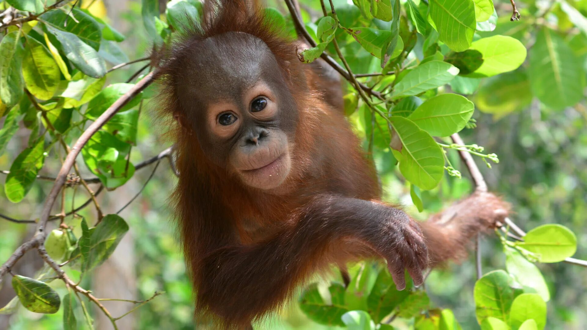 Most people admit to sulking after arguments like Orang-utans with half saying w