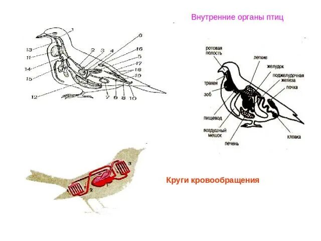 Системы внутренних органов птиц. Строение внутренних органов птицы. Внутреннее строение jhufyjd e GNBW. Схема внутренних органов птицы.