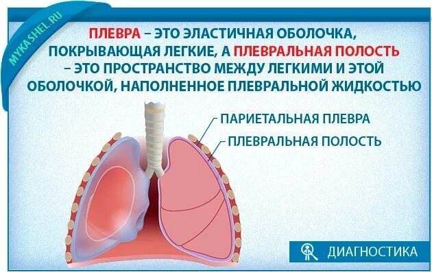 Толщина плевральной полости. Толщина плевральной полости. Плевральная полость легких. Толщина плевральной полости. Толщина плевральной полости.