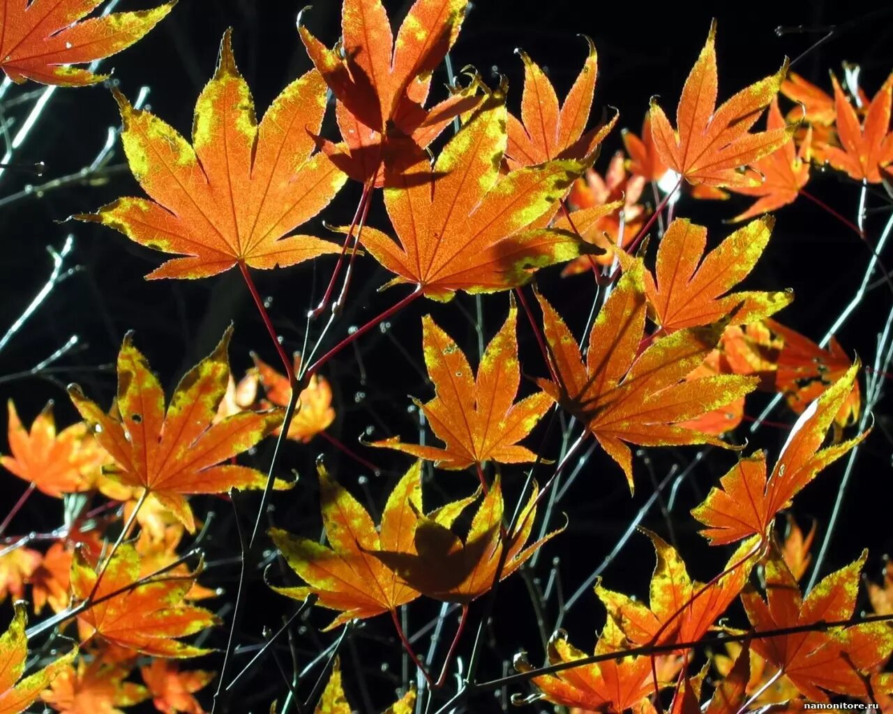 Осенний танец. Осень танцует. Танец осенних листьев. Танцы листьев. Танец осенних листьев.