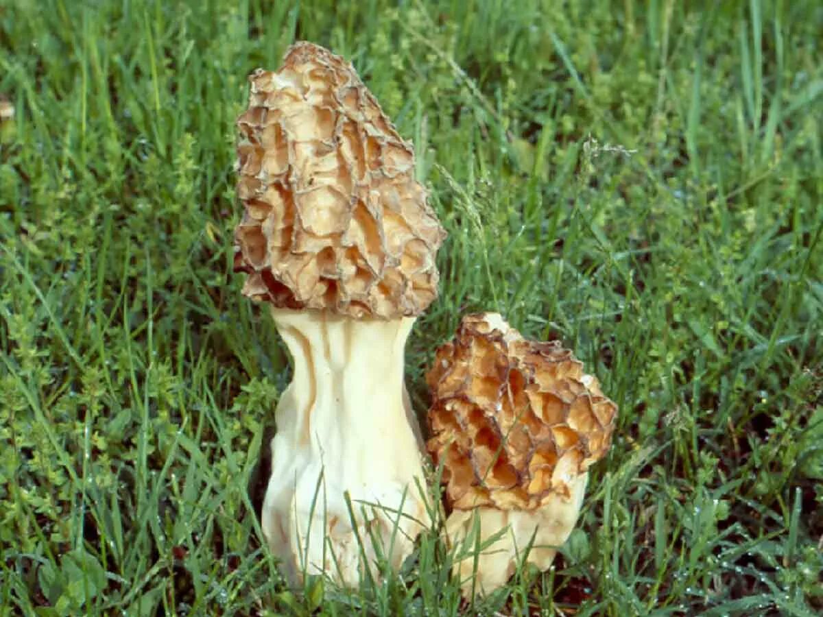 Сморчок толстоногий. Сморчок толстоногий (Morchella crassipes). Сморчок Луговой. Гриб сморчок Степной.