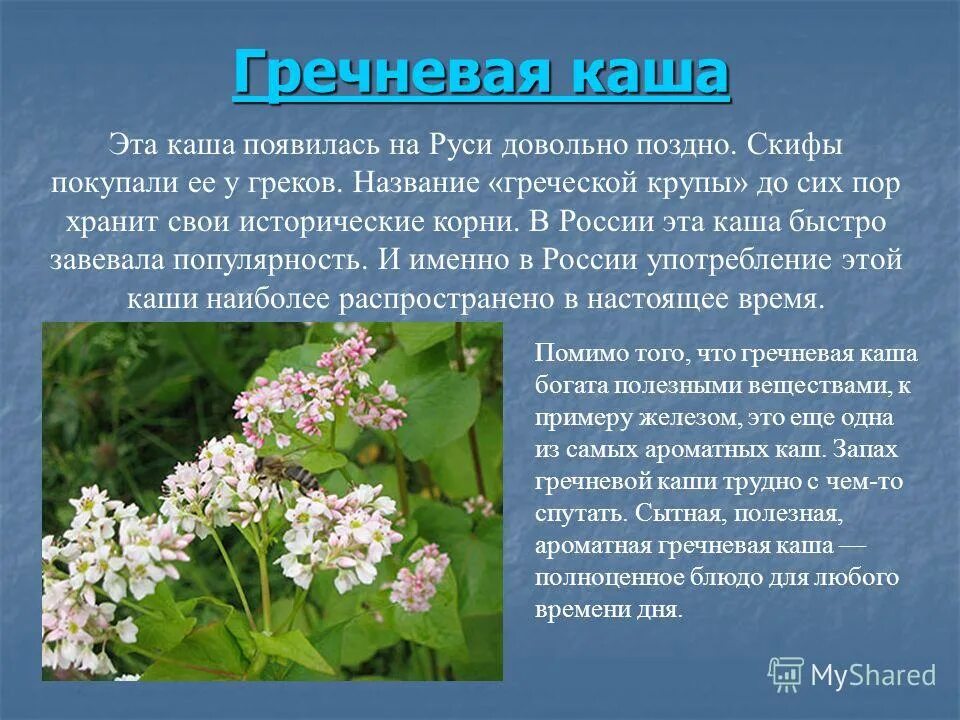 Где греча