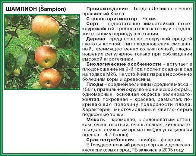 Оценка сортов яблони. Дегустационные оценки яблонь. яблонки дегустационная оценка. слива дегустационная оценка. оценка плодов яблони таблица.