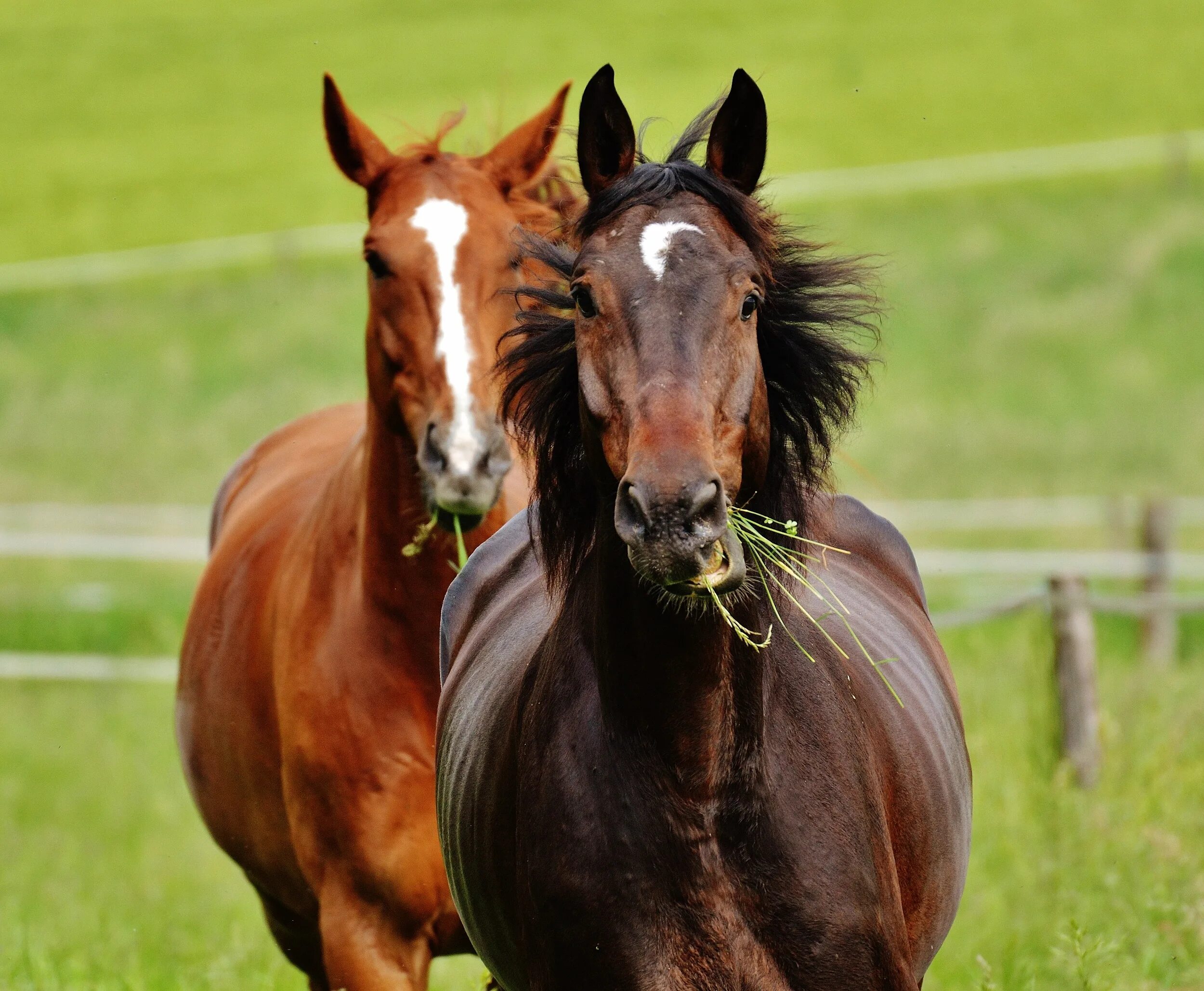 Гнедой Мустанг. Две лошади. Пара лошадей. Картинки лошадей. Two horse