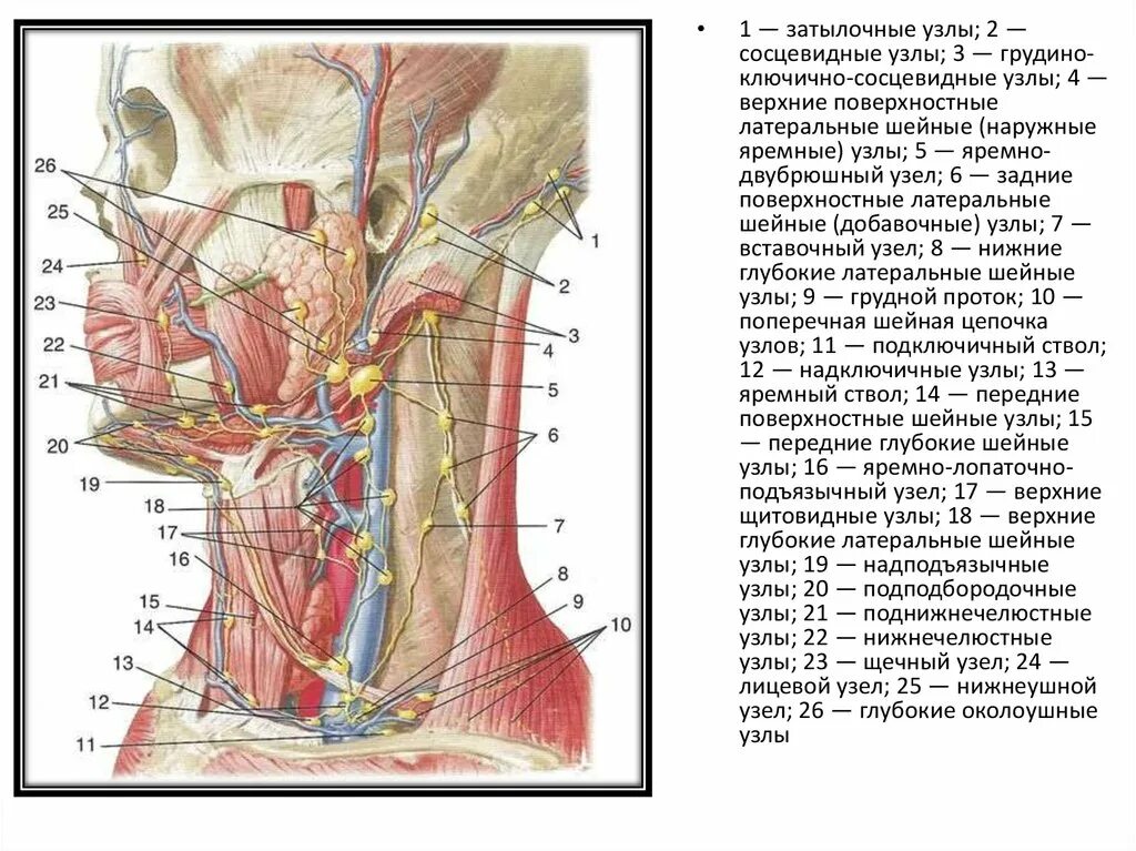 Сосцевидные лимфатические узлы схема. Лимфатические узлы шеи анатомия. Сосцевидные лимфоузлы. Заглоточные лимфоузлы