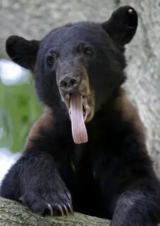Scary bear
