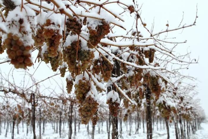 Виноград зимой уход. Виноградники зимой. Виноградники в снегу. Воноград зимный. Виноград Амурский зимой.