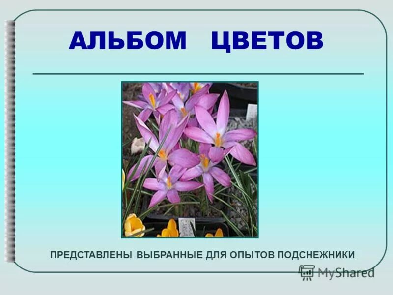 рисунок к рассказу неизвестный цветок платонов. "неизвестный цветок". каким вы представляете цветок. "неизвестный цветок". василёк цветок описание.